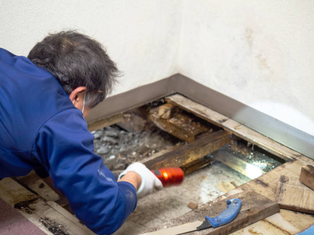 Best Emergency Mold Removal  in West York, PA