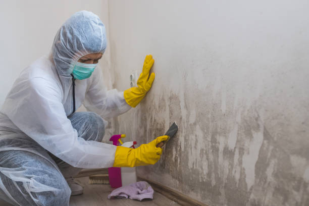 Best Local Mold Removal Service  in West York, PA
