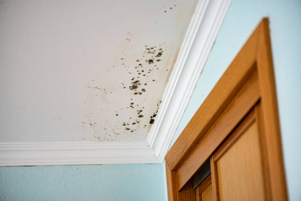 Best Professional Mold Removal  in West York, PA