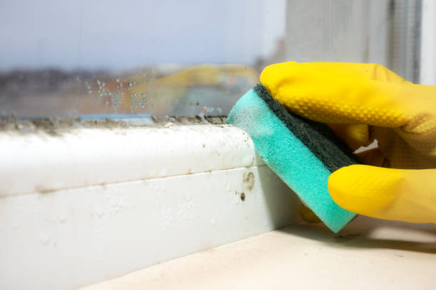Best Black Mold Removal  in West York, PA