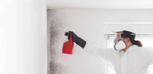 Mold Removal Process in West York, PA