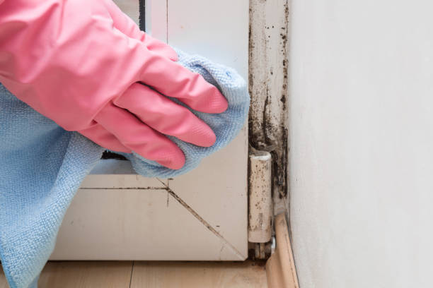 Best Residential Mold Removal  in West York, PA