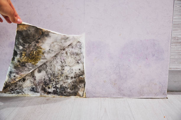 Best Commercial Mold Removal  in West York, PA